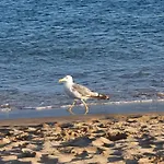 Ria's Birds